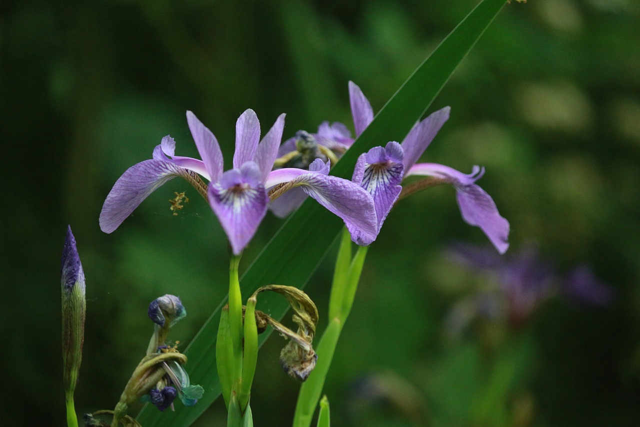 iris  perennial  blue free photo