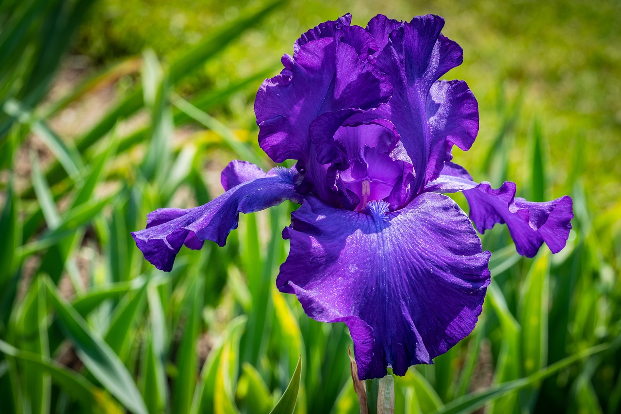 iris  purple  flower free photo