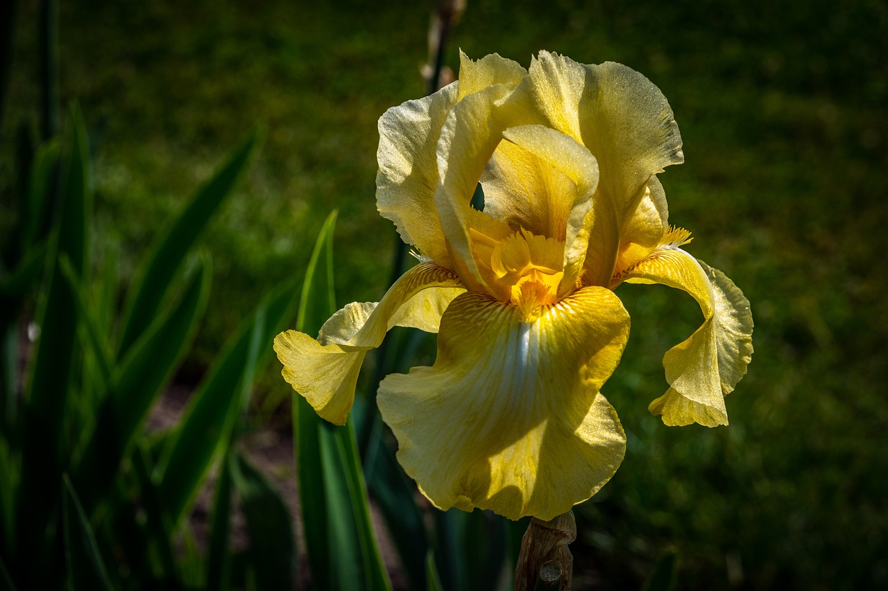 iris  yellow  flower free photo