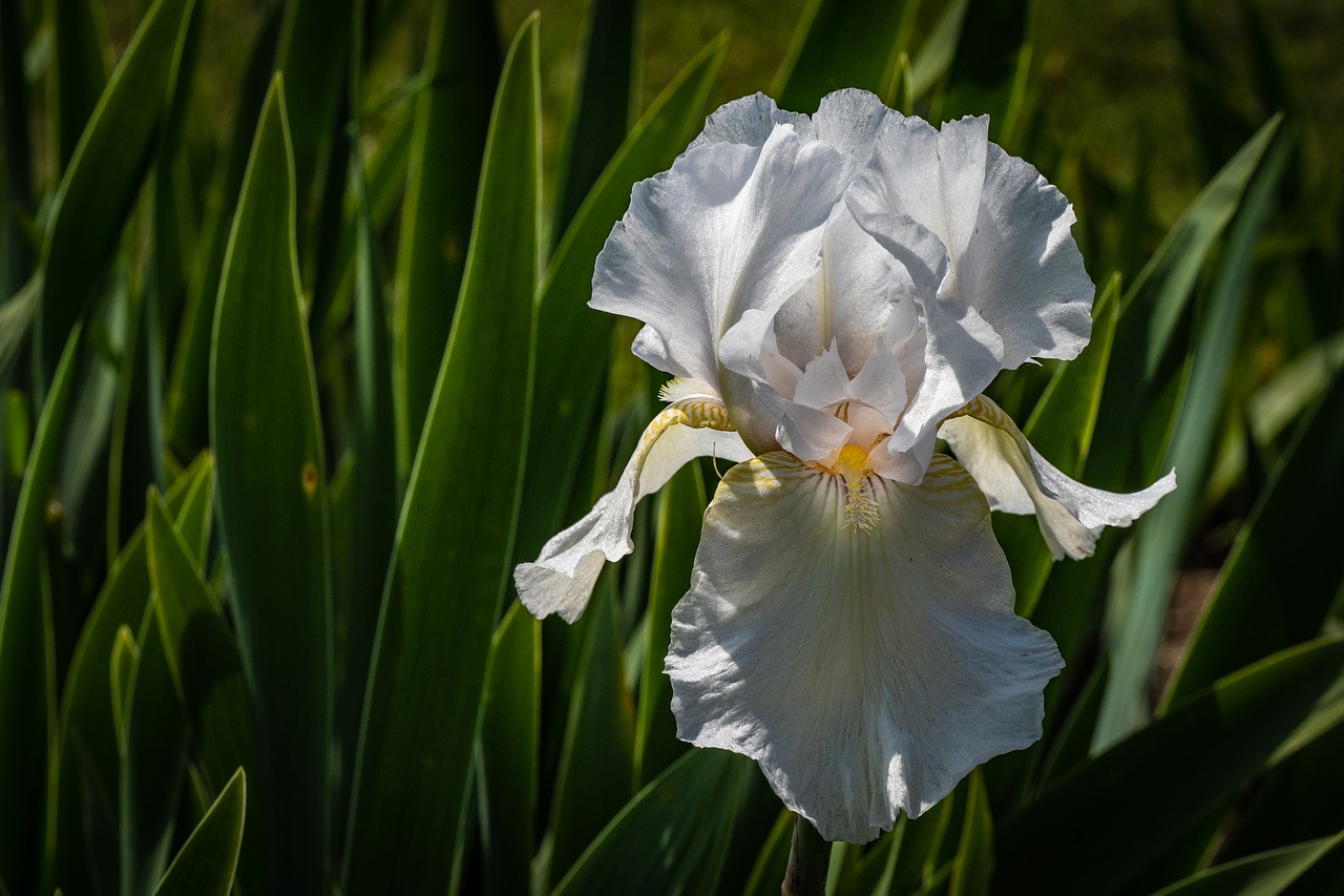iris  white  flower free photo