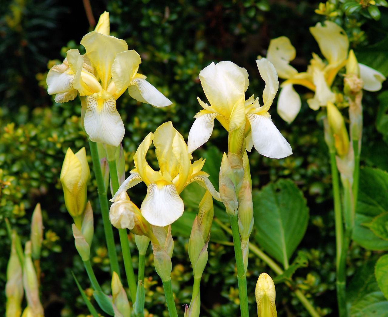 iris flowers yellow free photo