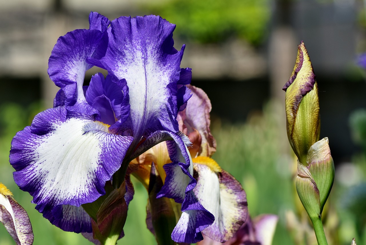 iris  iridaceae  blue free photo