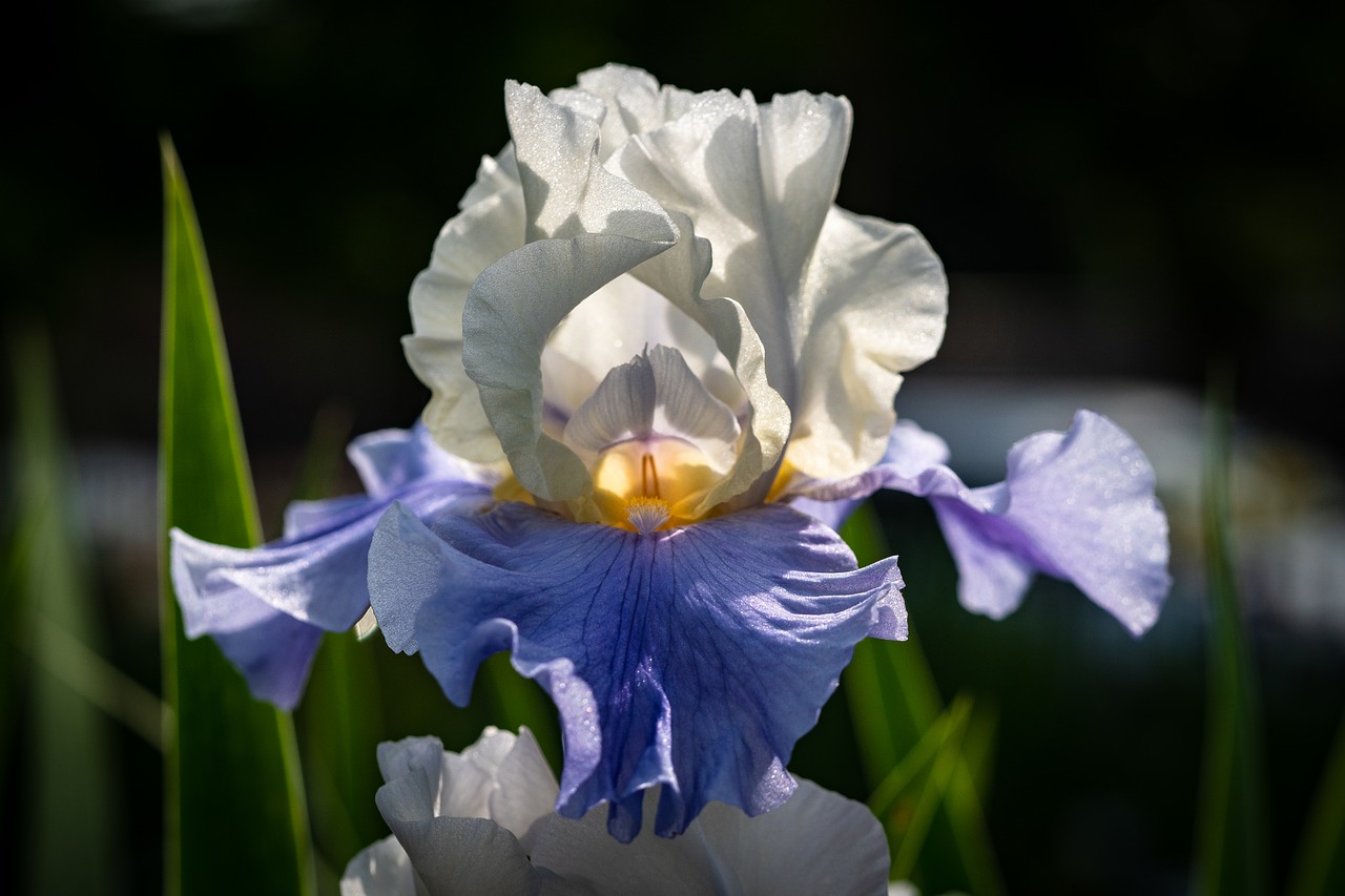 iris  white with light-blue  flower free photo