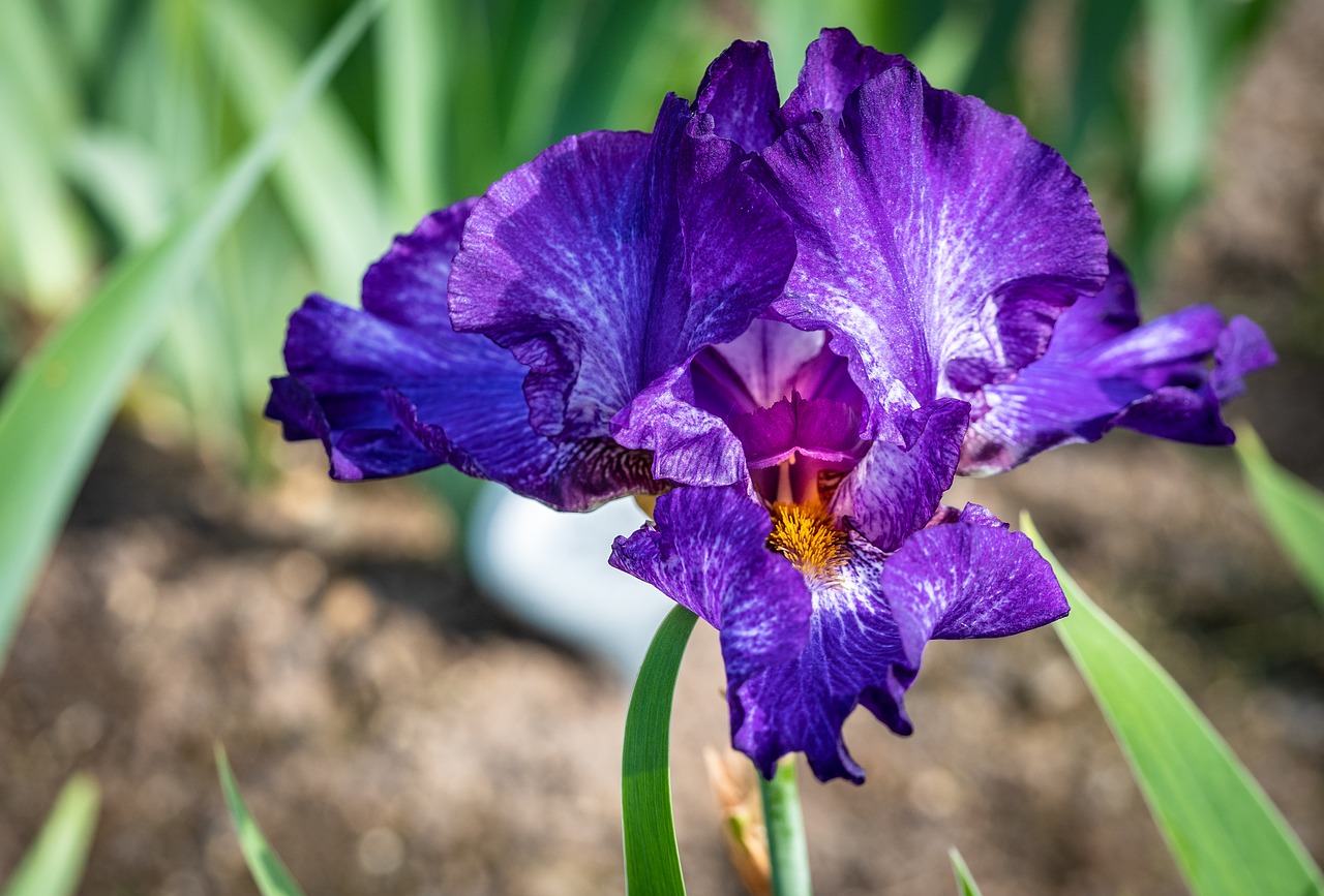 iris  violet  flower free photo