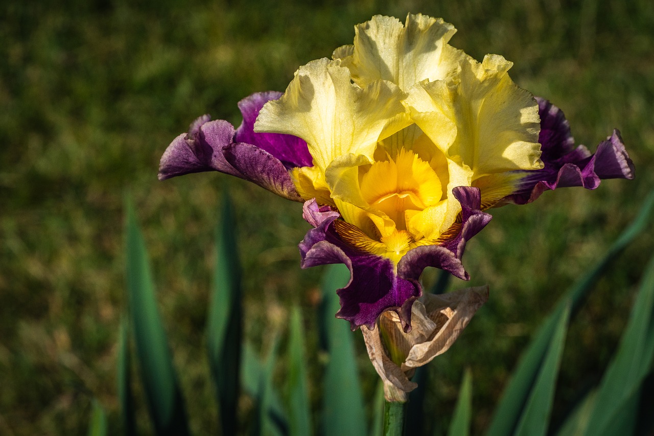 iris  yellow and sangria  flower free photo