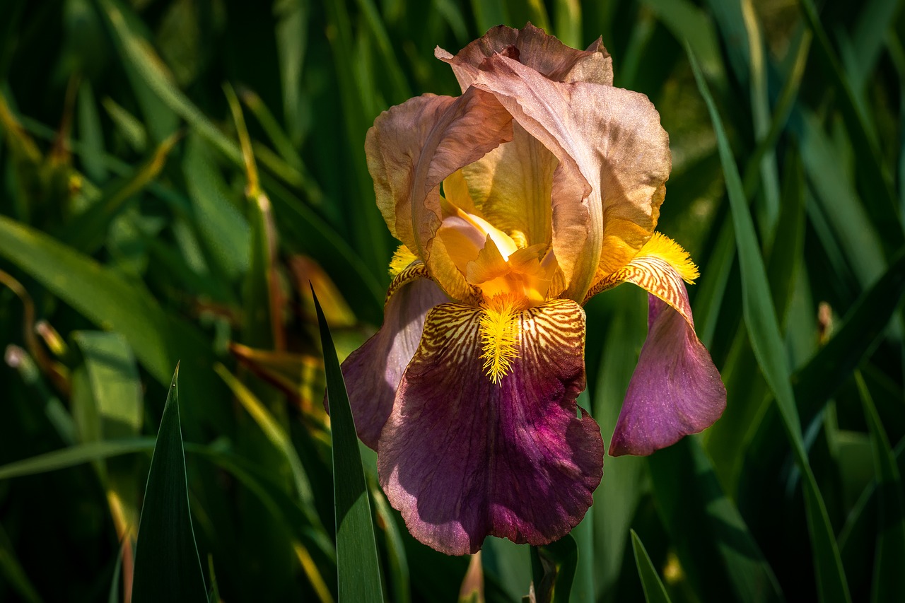 iris  peach and sangria  flower free photo