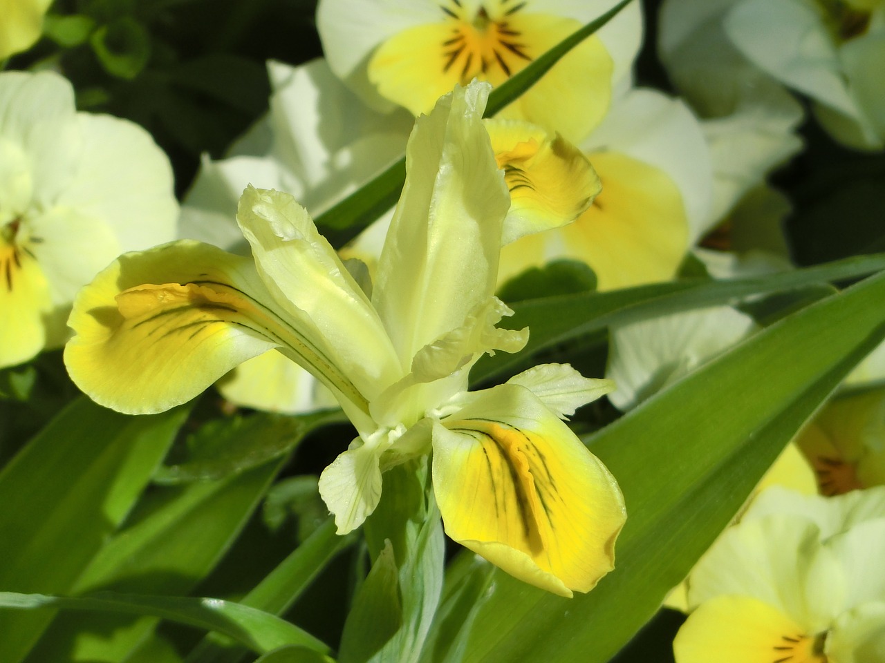 iris  flowers  yellow free photo