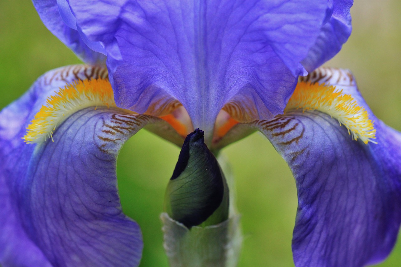 iris flower macro blossom free photo