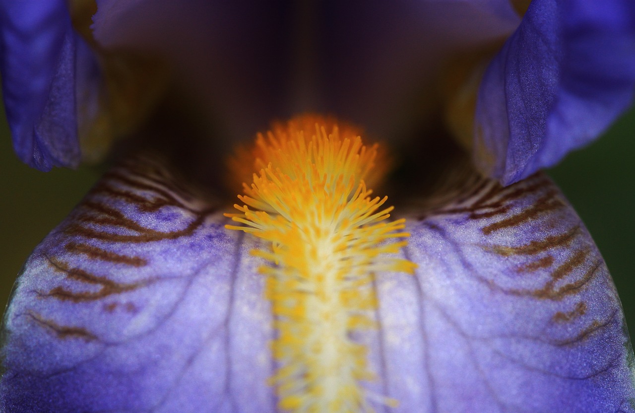 iris blue flowers free photo