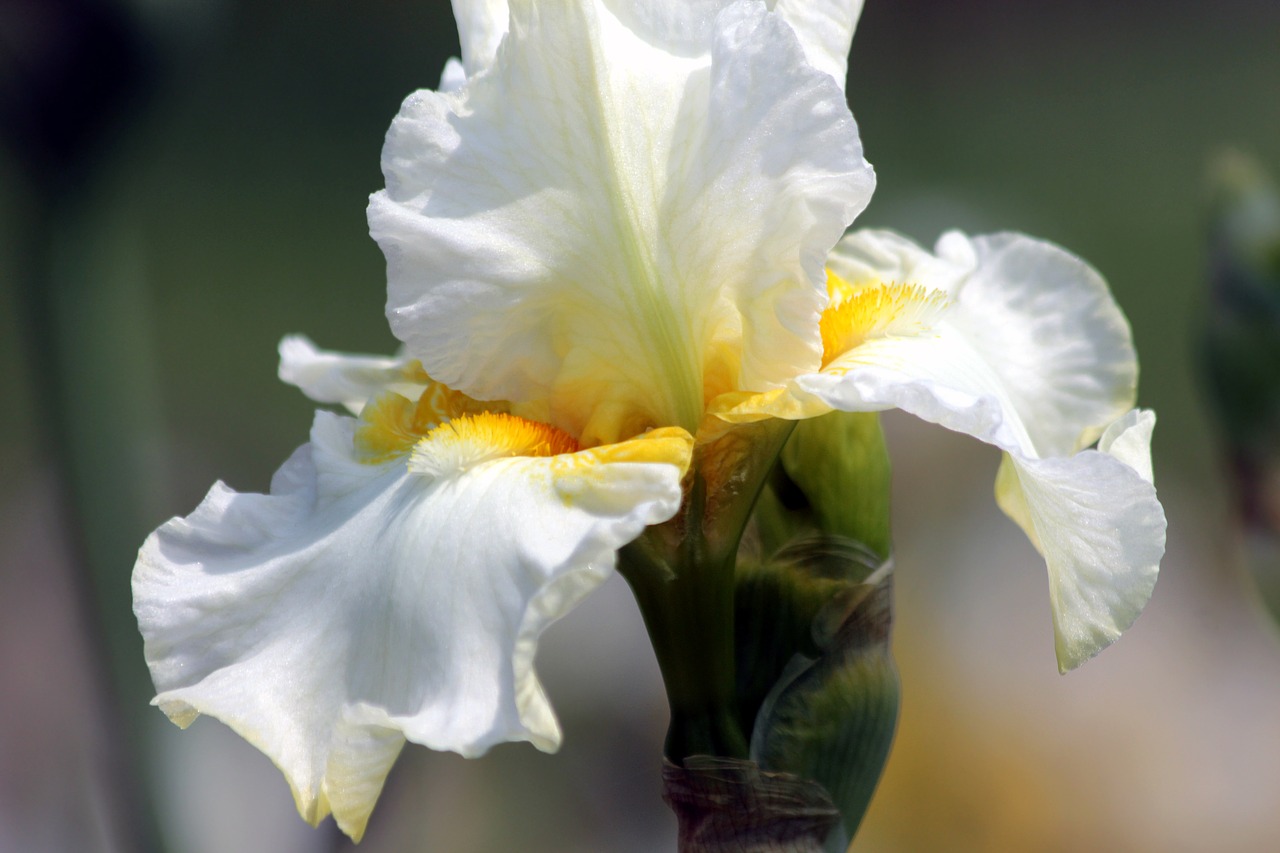 iris  flower  handsomely free photo