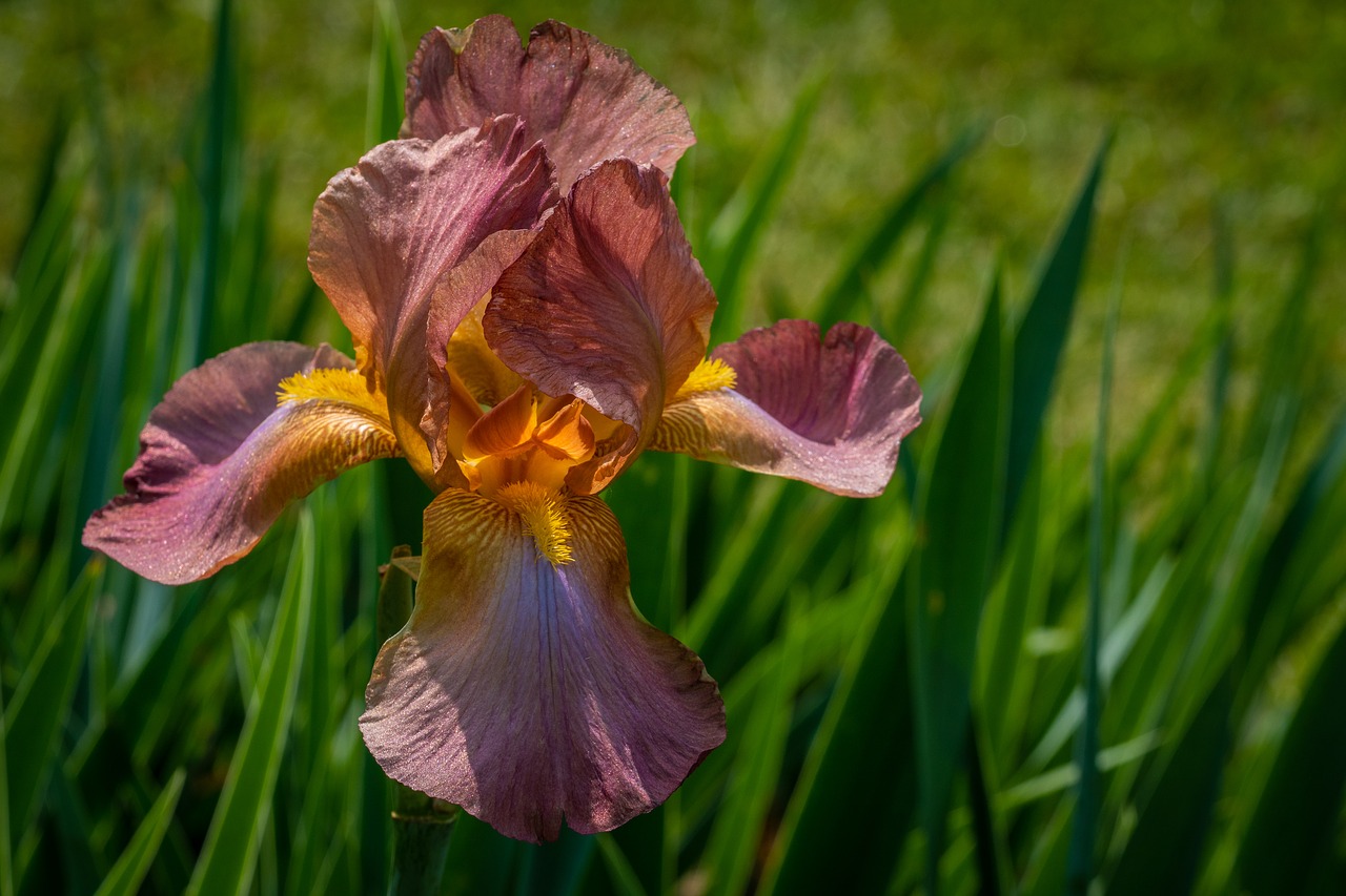 iris  rouge  flower free photo