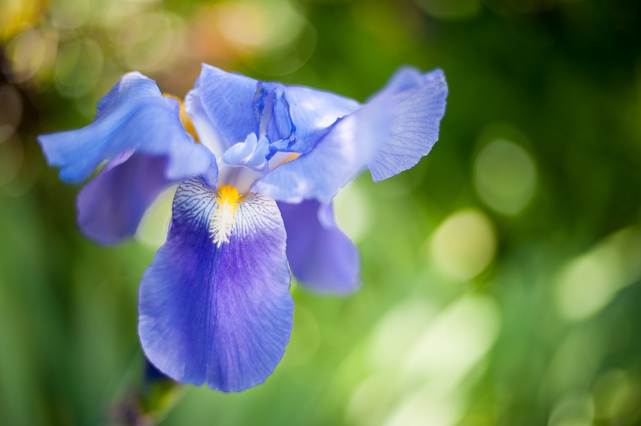 iris  blue blossom  garden free photo