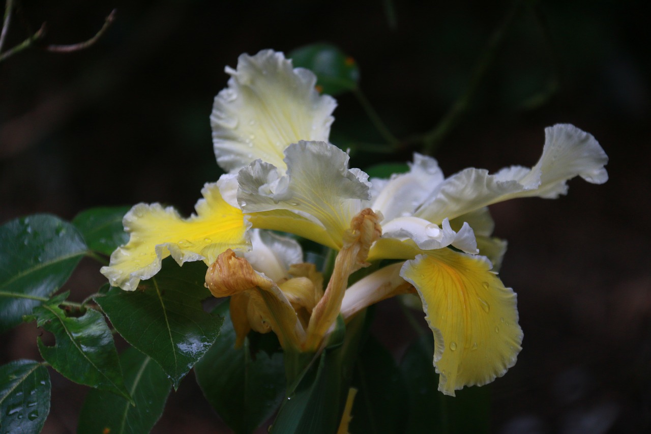 iris  yellow  flower free photo