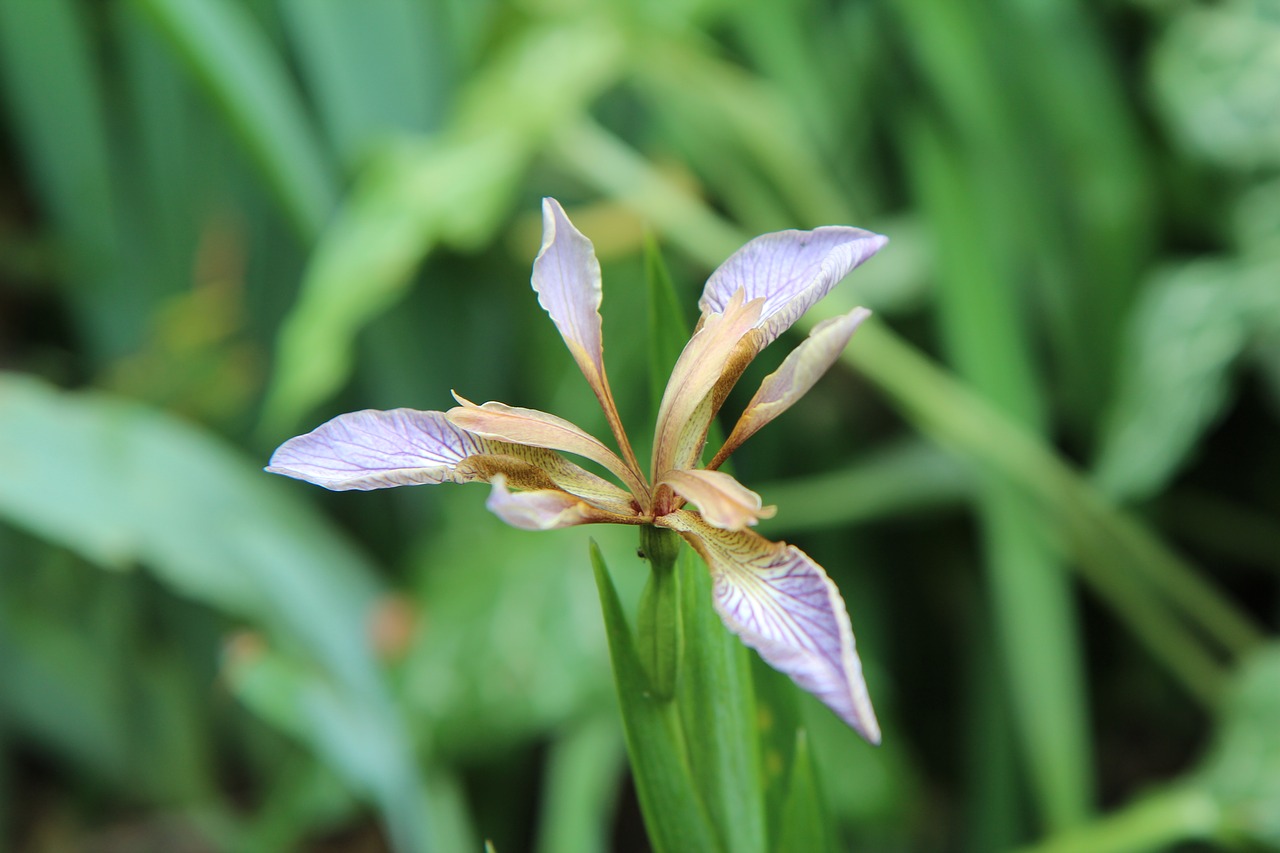 iris  iris wild  iris foetid free photo