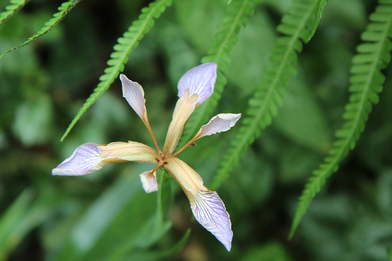 iris  iris wild  iris foetid free photo