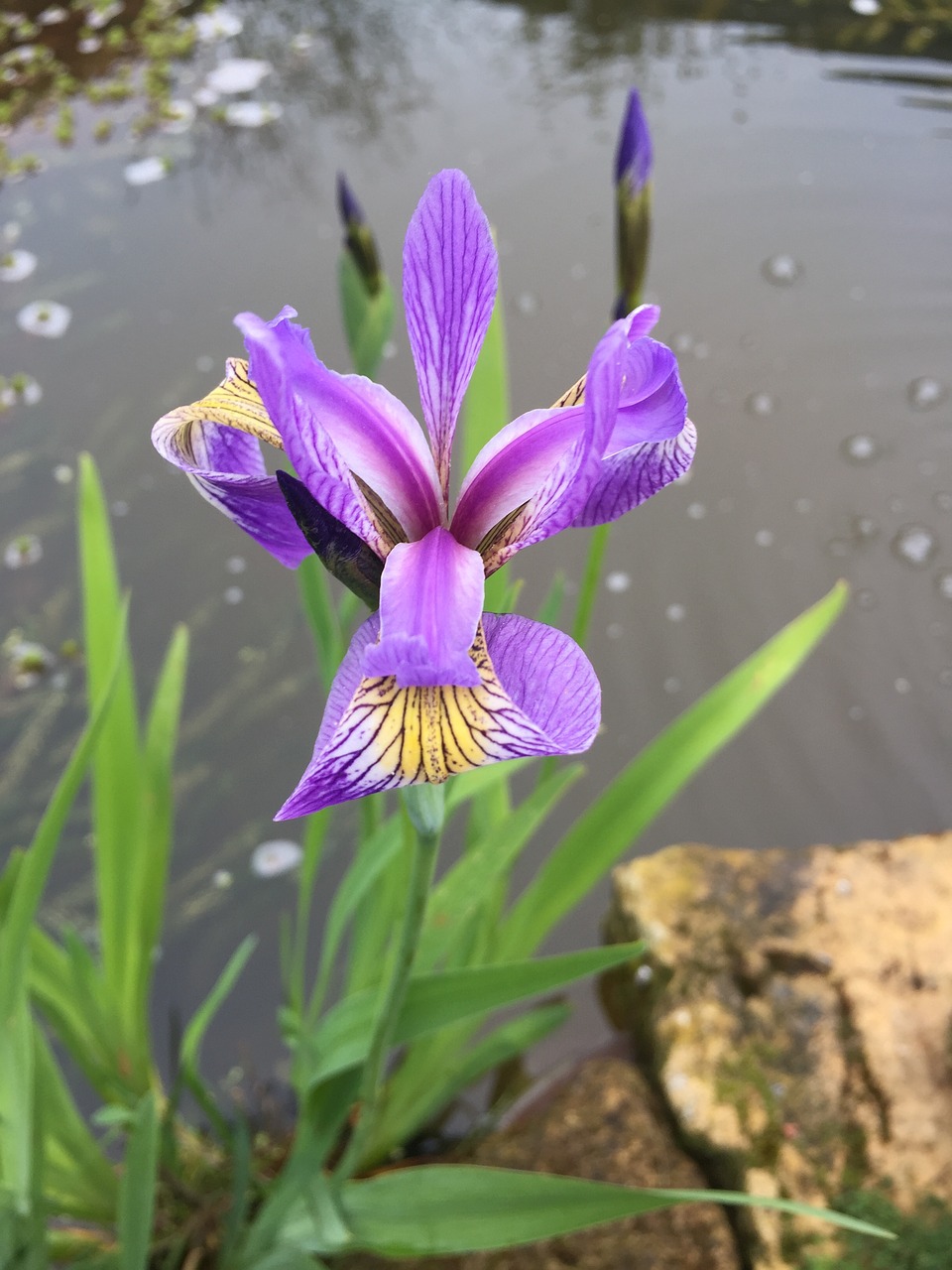 iris  purple flower  purple free photo