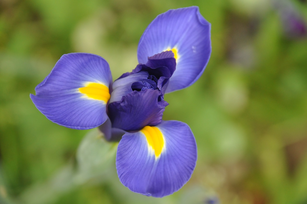 iris  flower  blue flower free photo