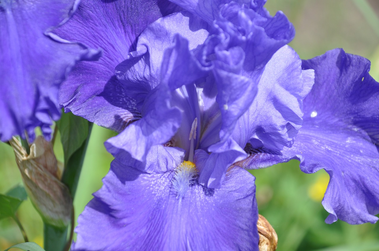 iris  purple iris  flower free photo