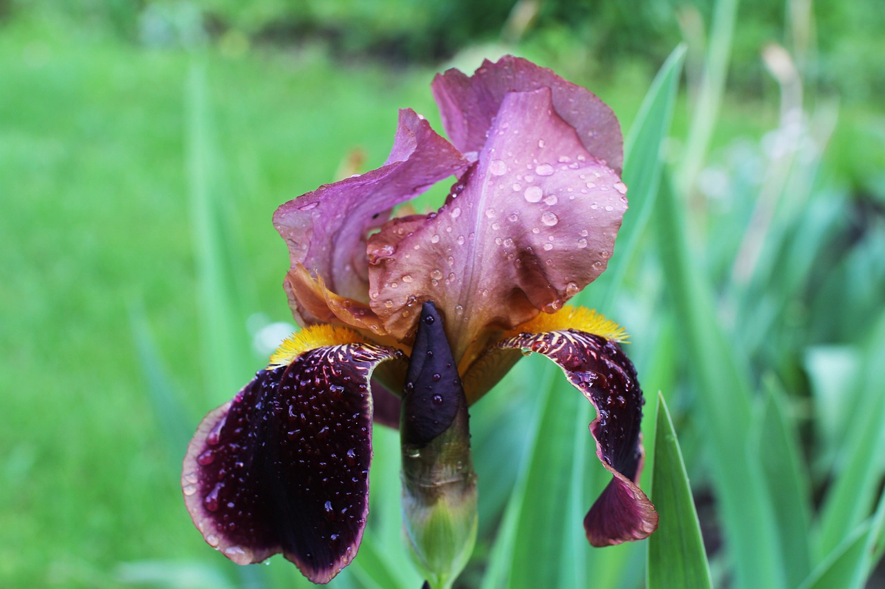 iris  after the rain  flower free photo