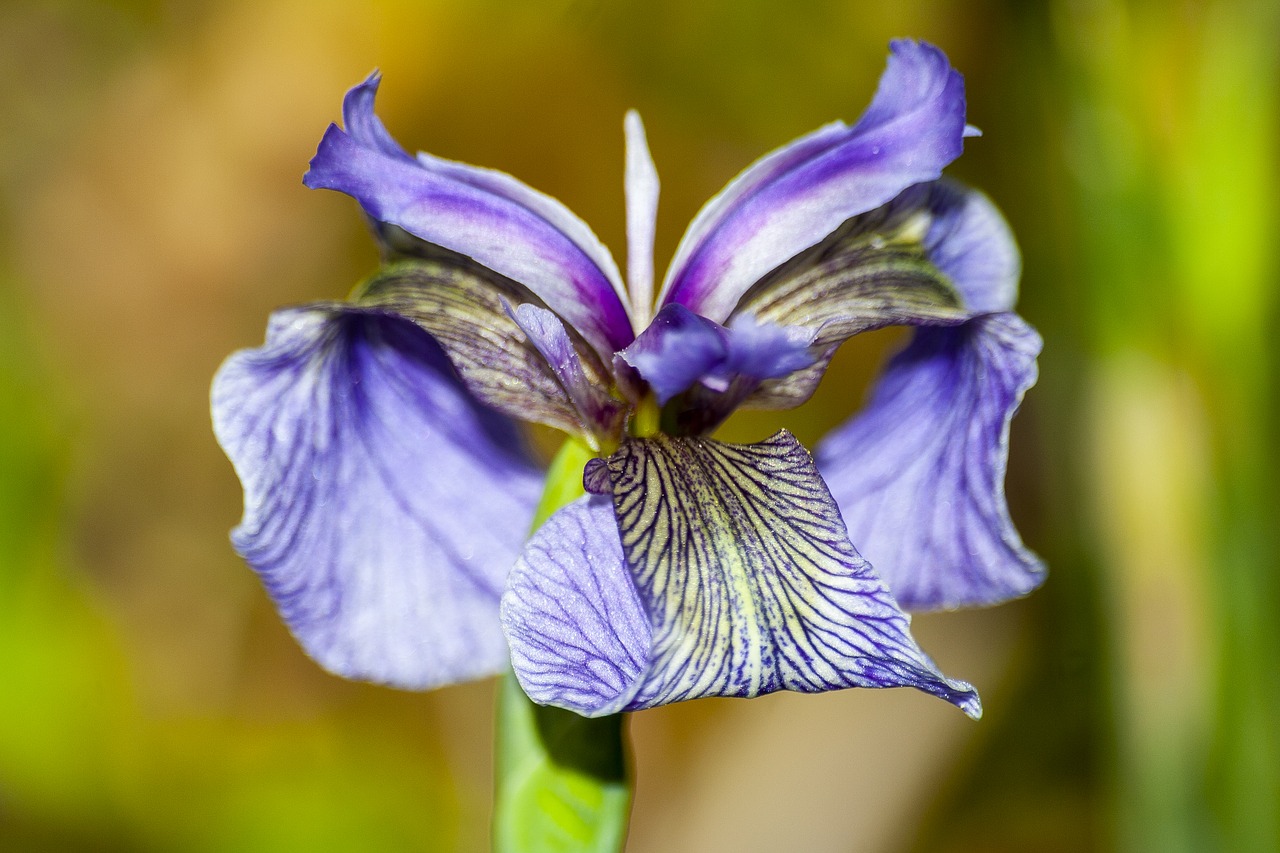 iris  iris pallida  flower free photo