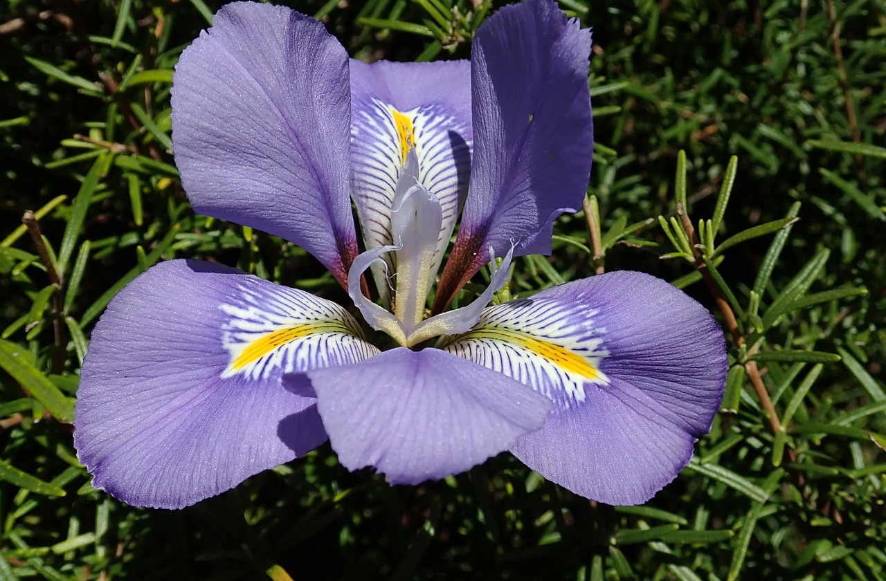 iris  winter  flower free photo