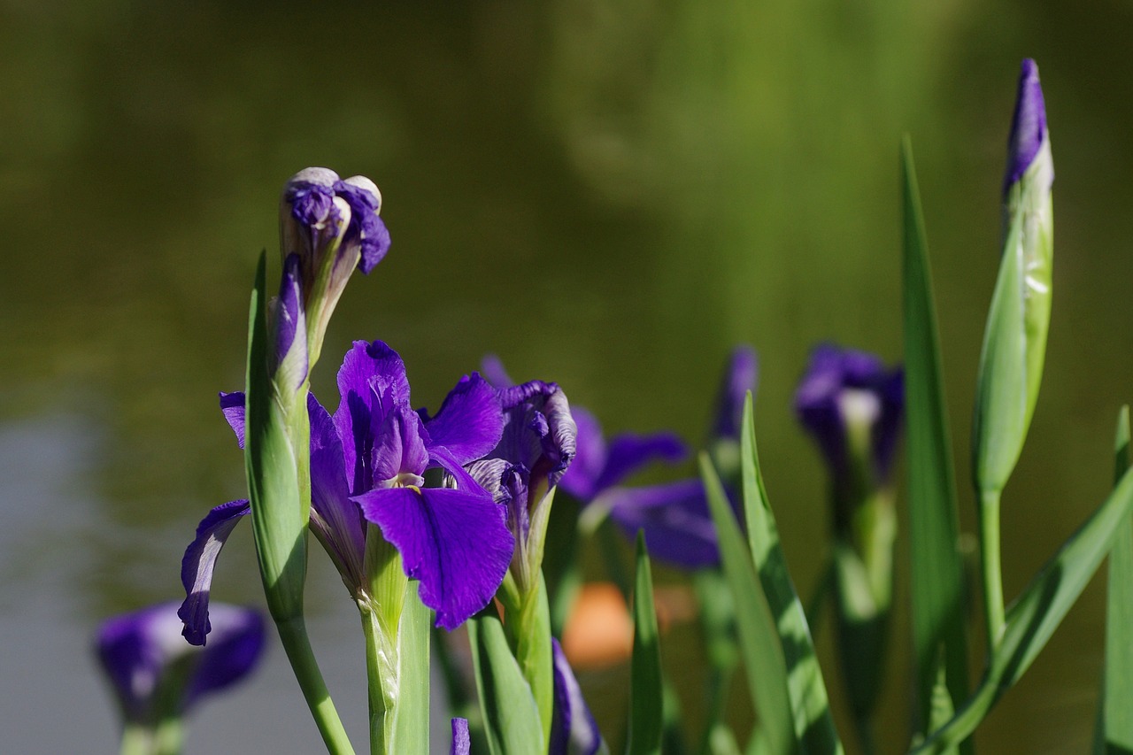 iris blue flowers free photo