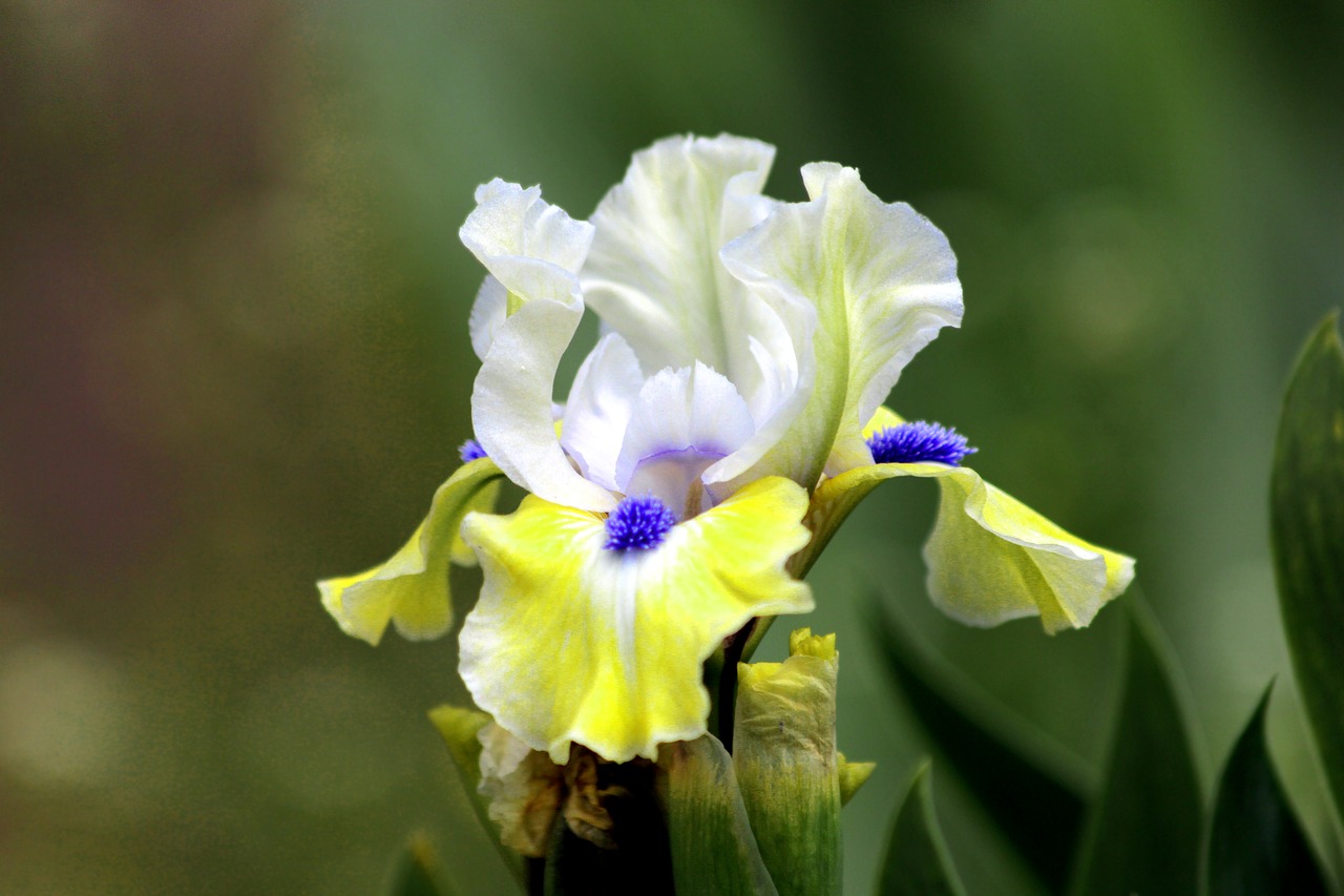 iris  flower  garden flowers free photo