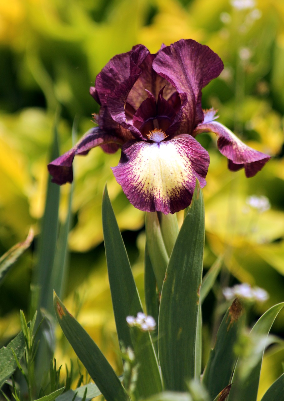 iris  flower  garden flowers free photo