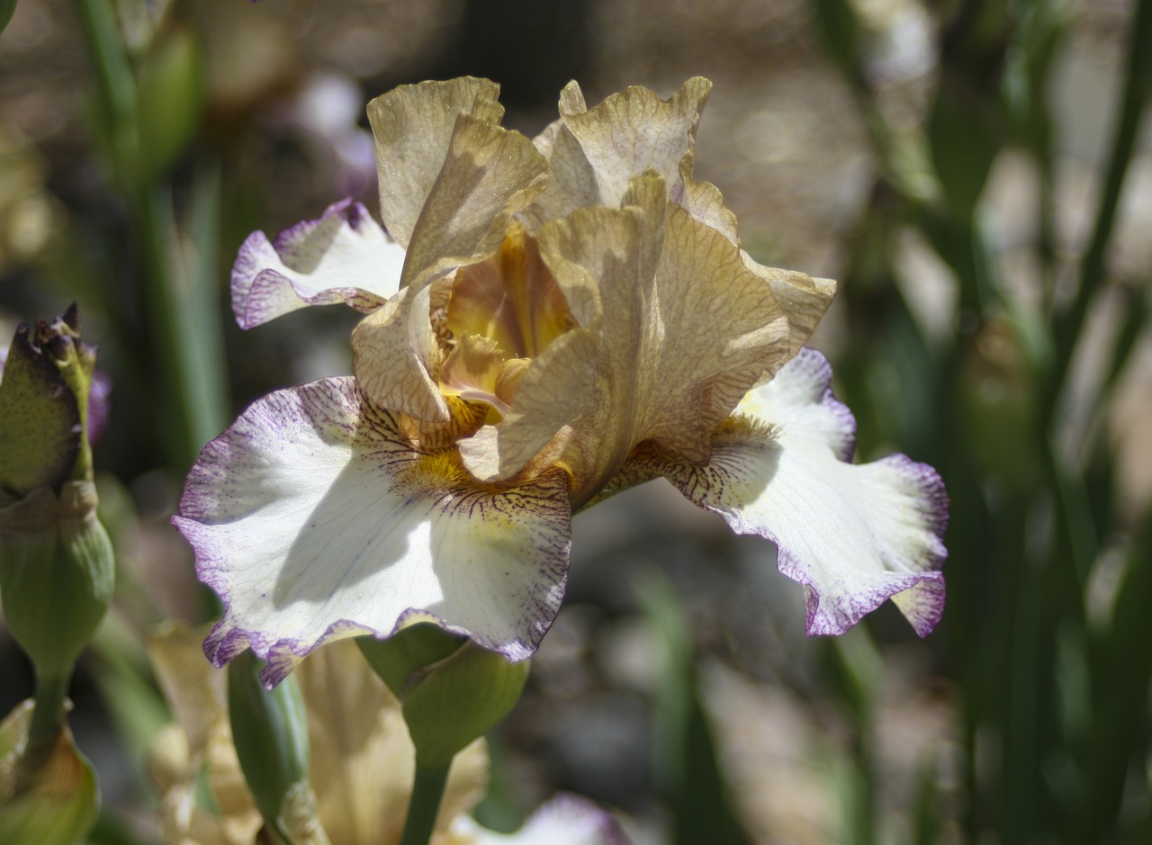 iris  golden  purple free photo