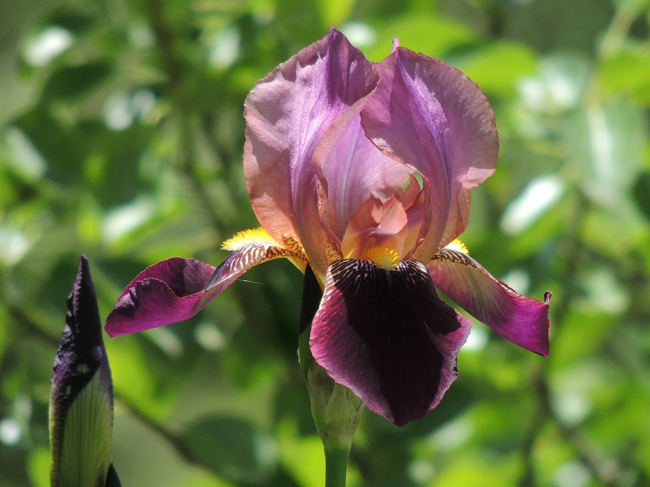 iris flower spring free photo