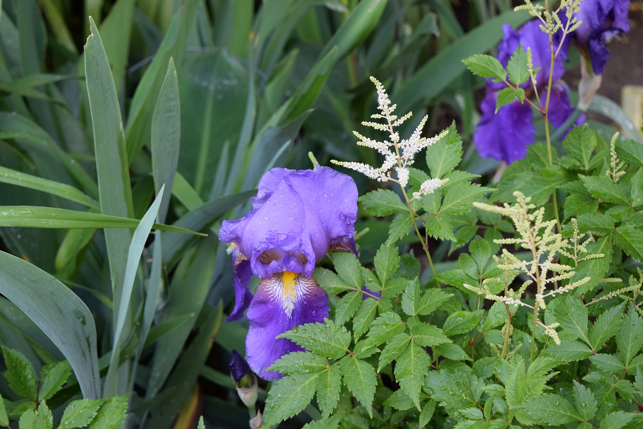 iris  flower  plant free photo