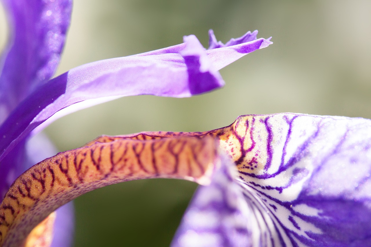 iris iris pseudacorus purple iris free photo