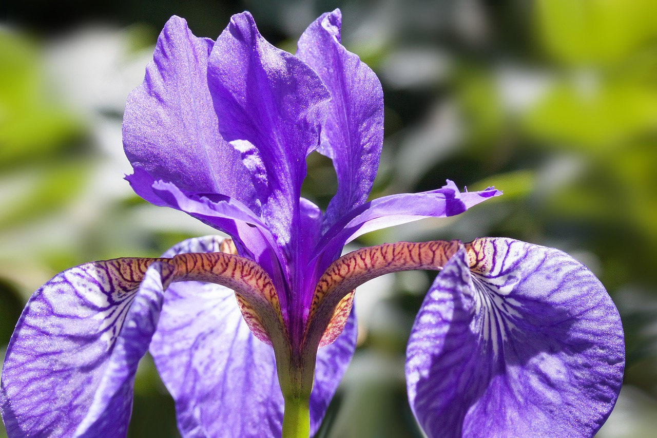 iris iris pseudacorus purple iris free photo