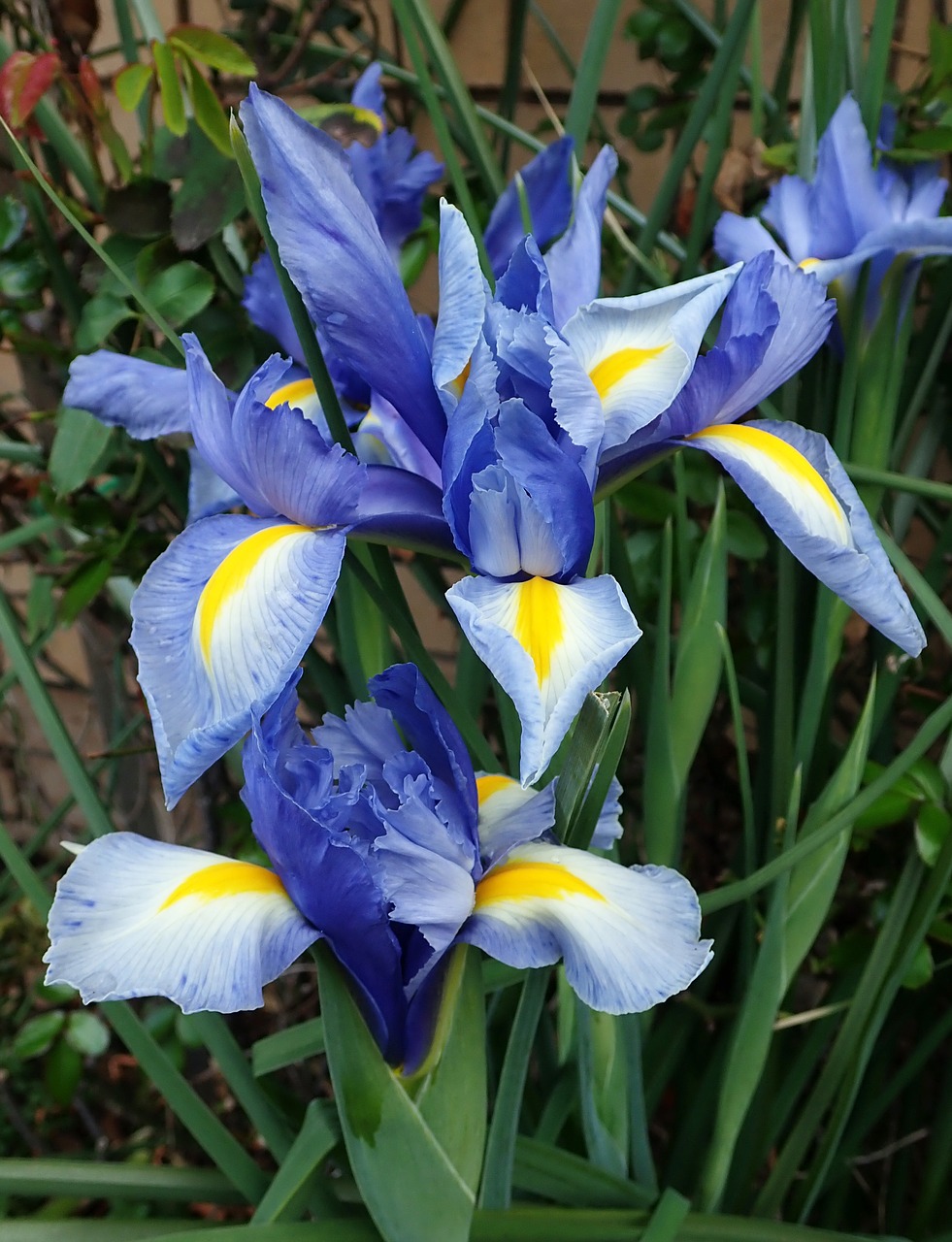 iris  blue  dutch free photo