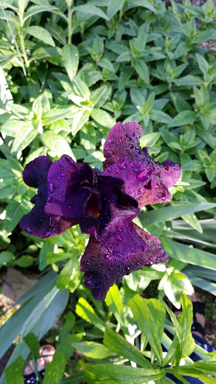 iris purple bloom free photo