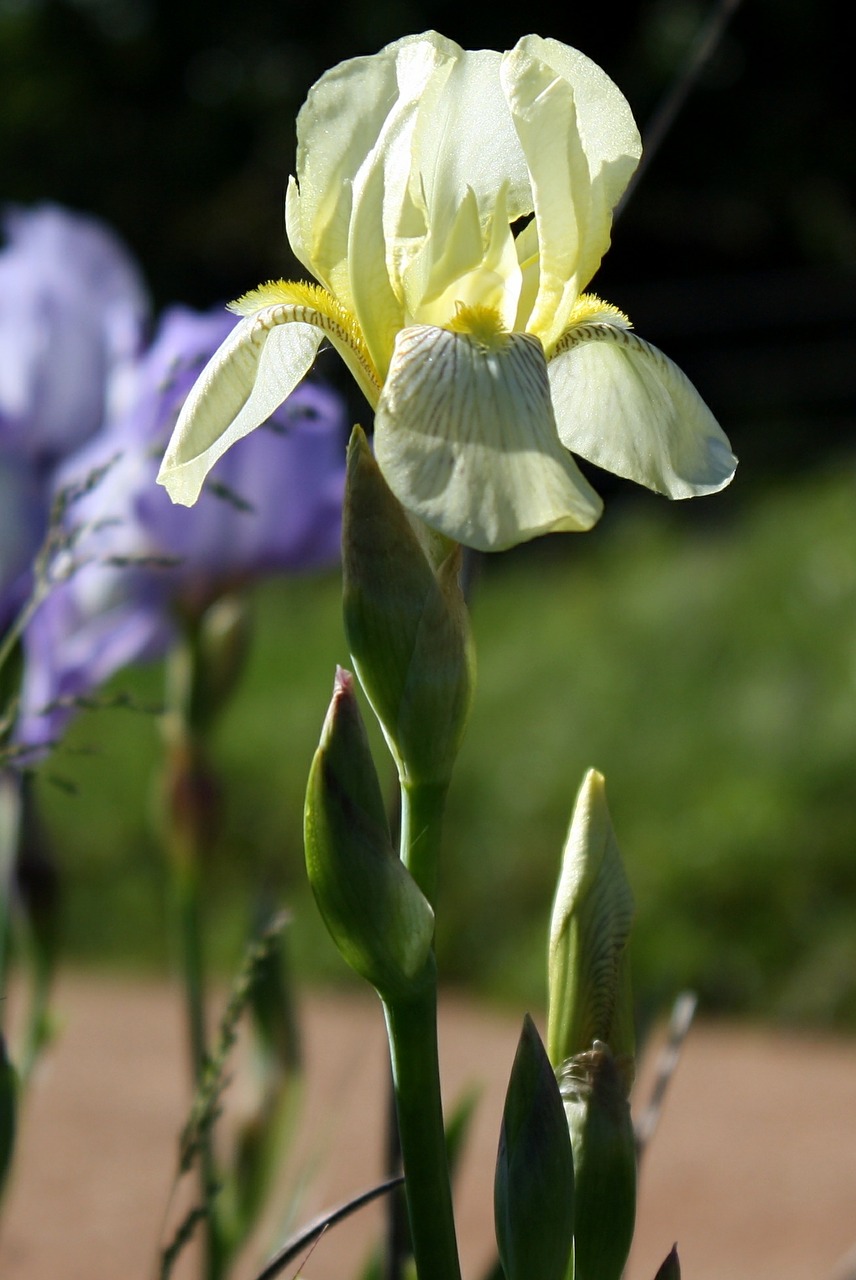 iris floral flower free photo