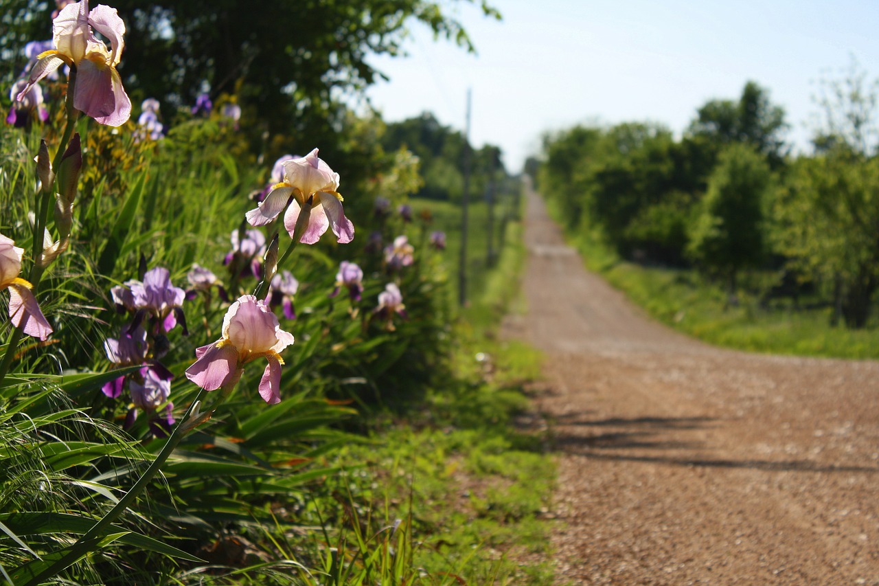 iris floral country road free photo