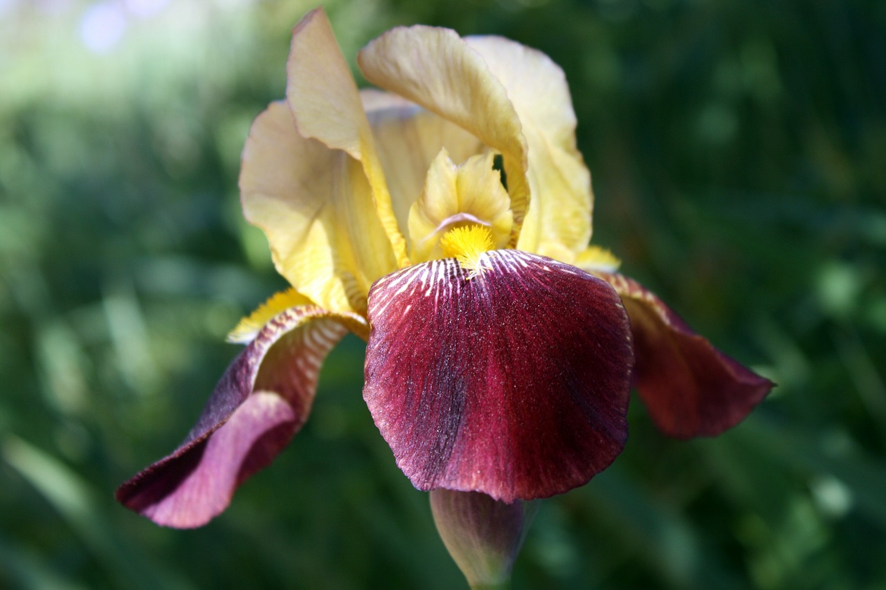 iris floral flower free photo