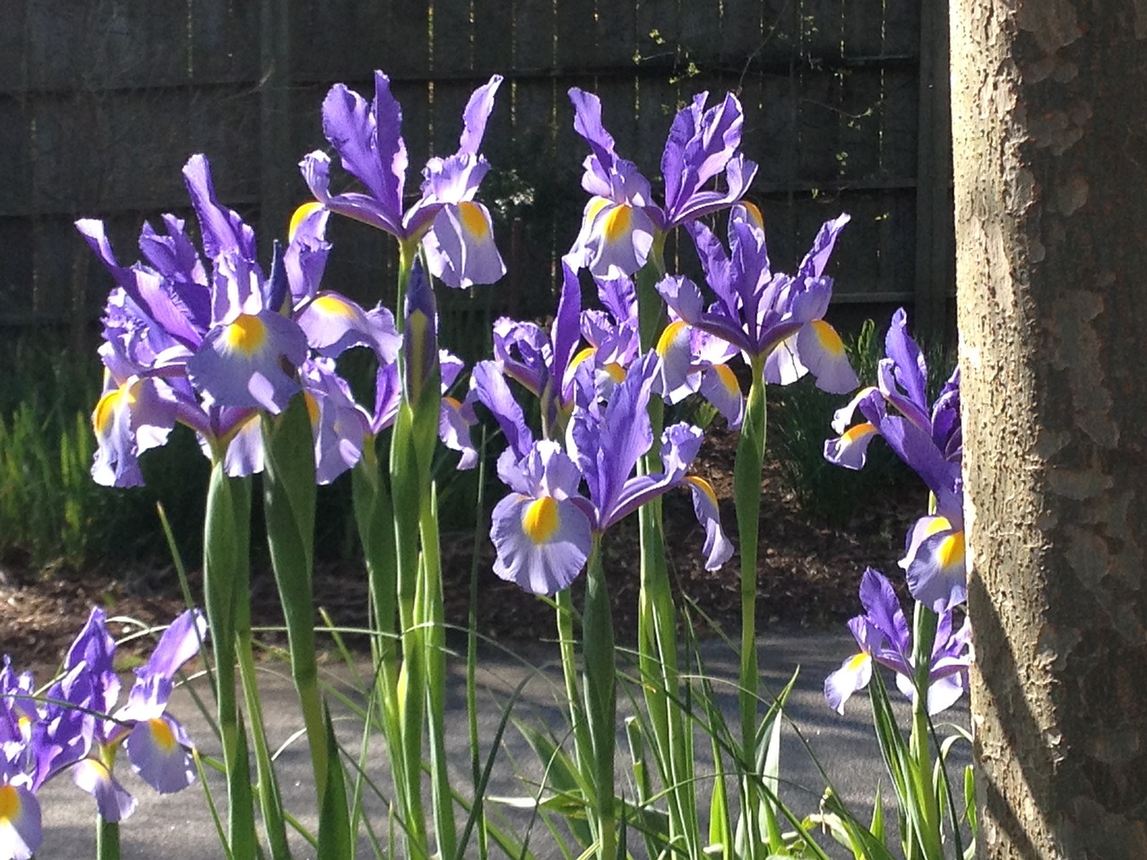 iris flowers purple free photo