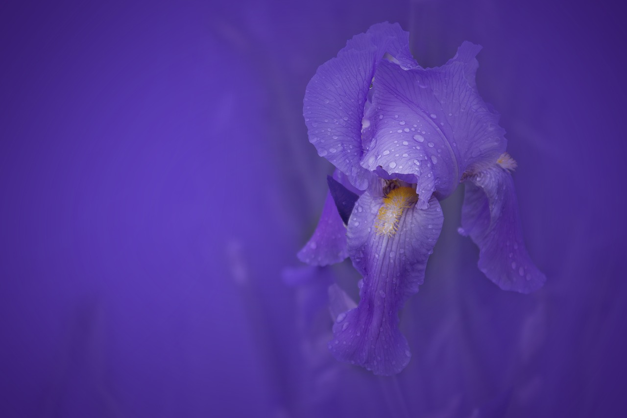 iris  flower  nature free photo