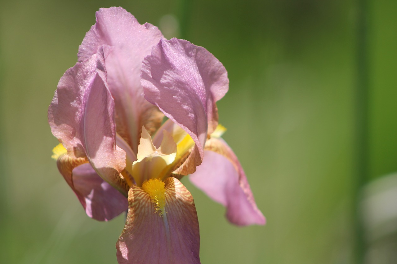 iris  purple  yellow free photo