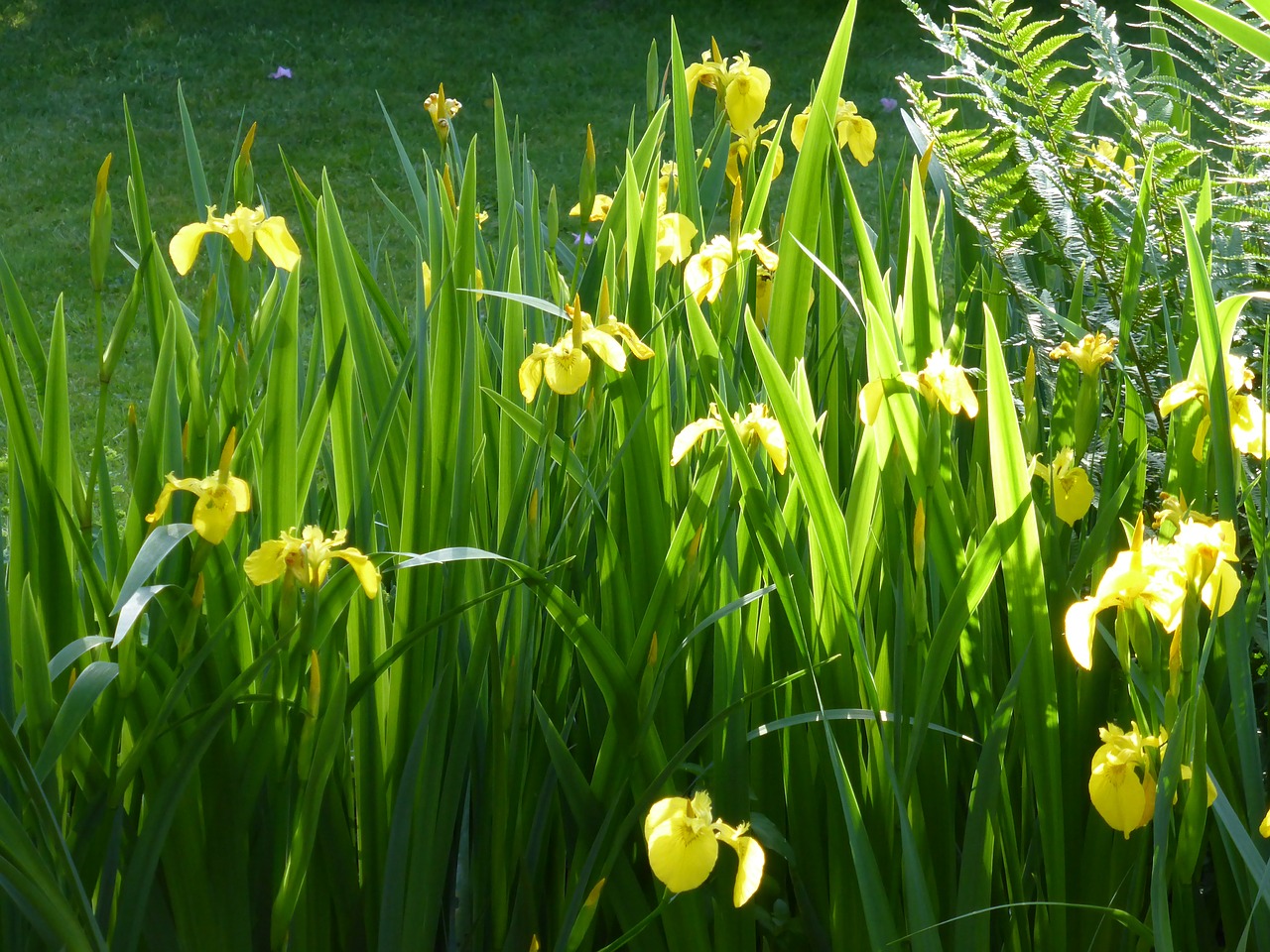 iris flower flowers free photo