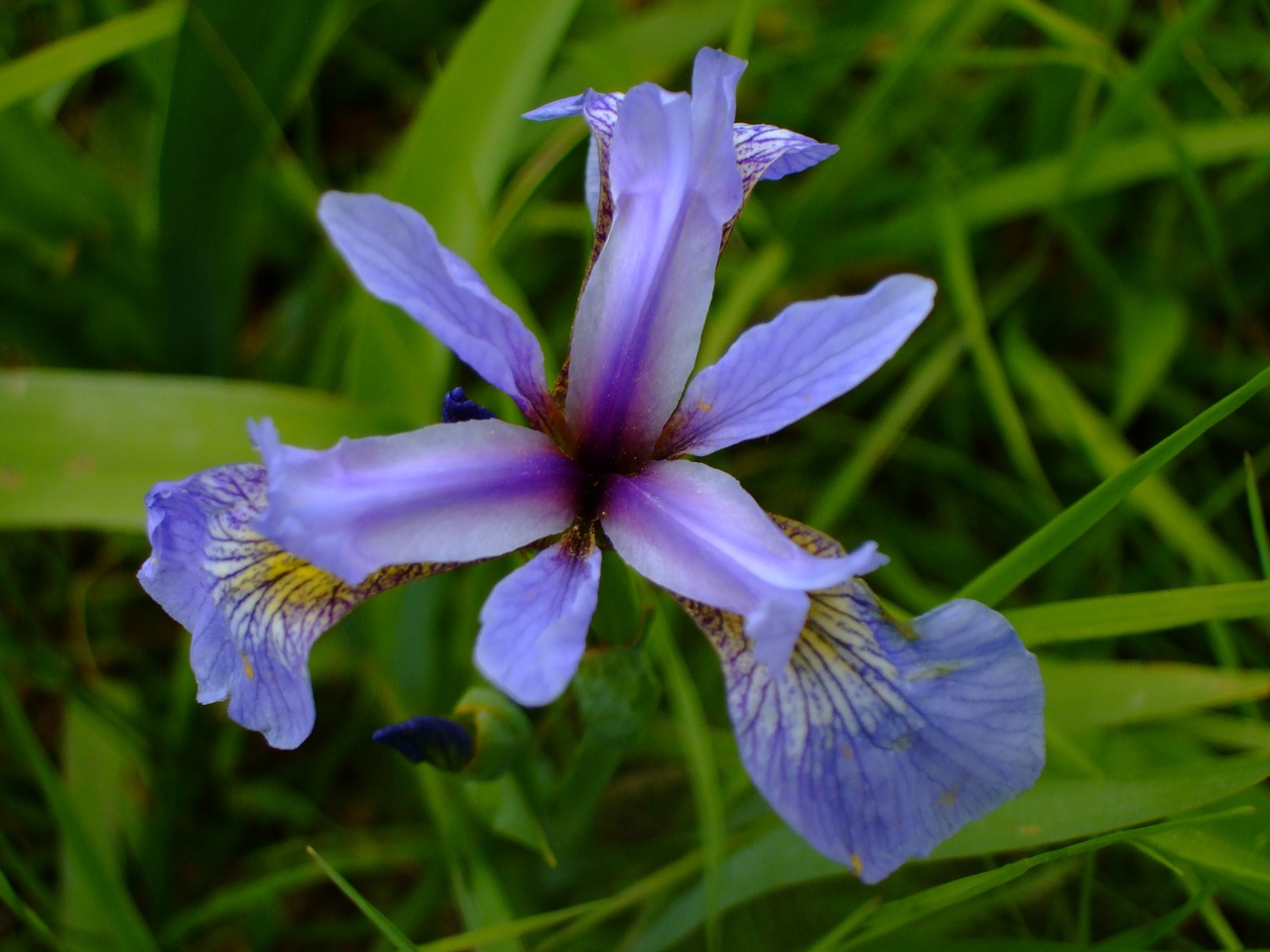 iris  flower  purple free photo