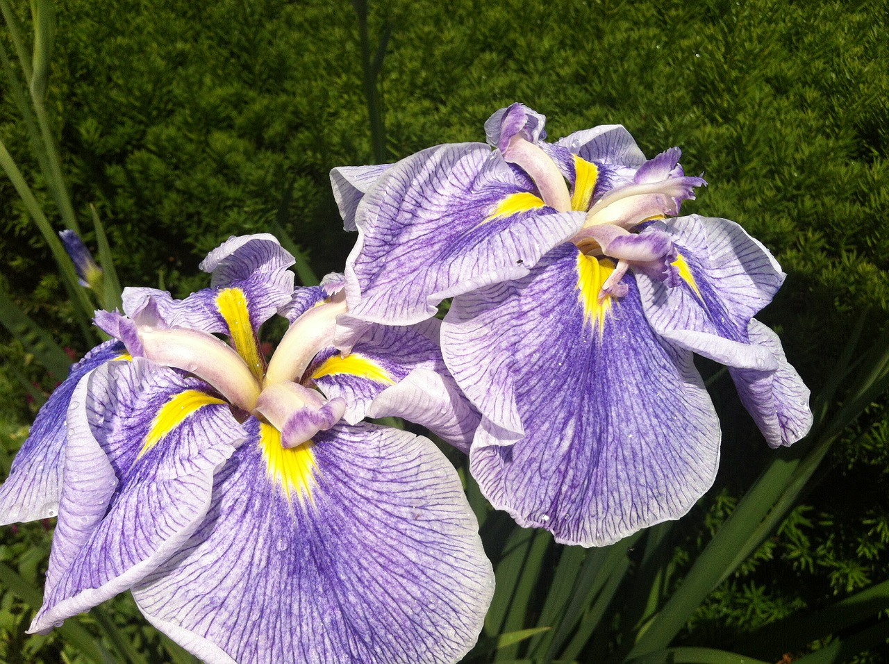 iris flower purple free photo