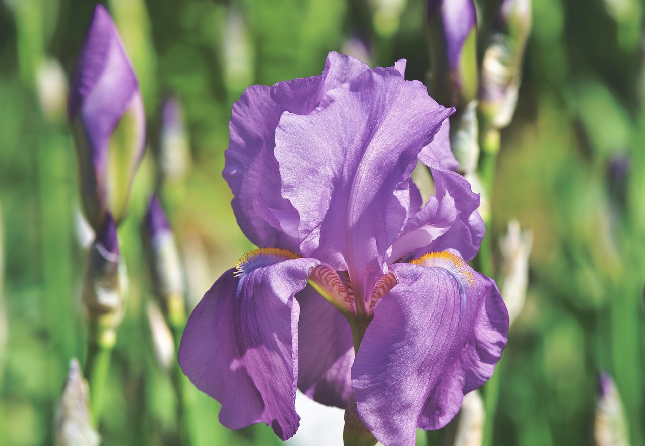 iris  iridaceae  purple free photo