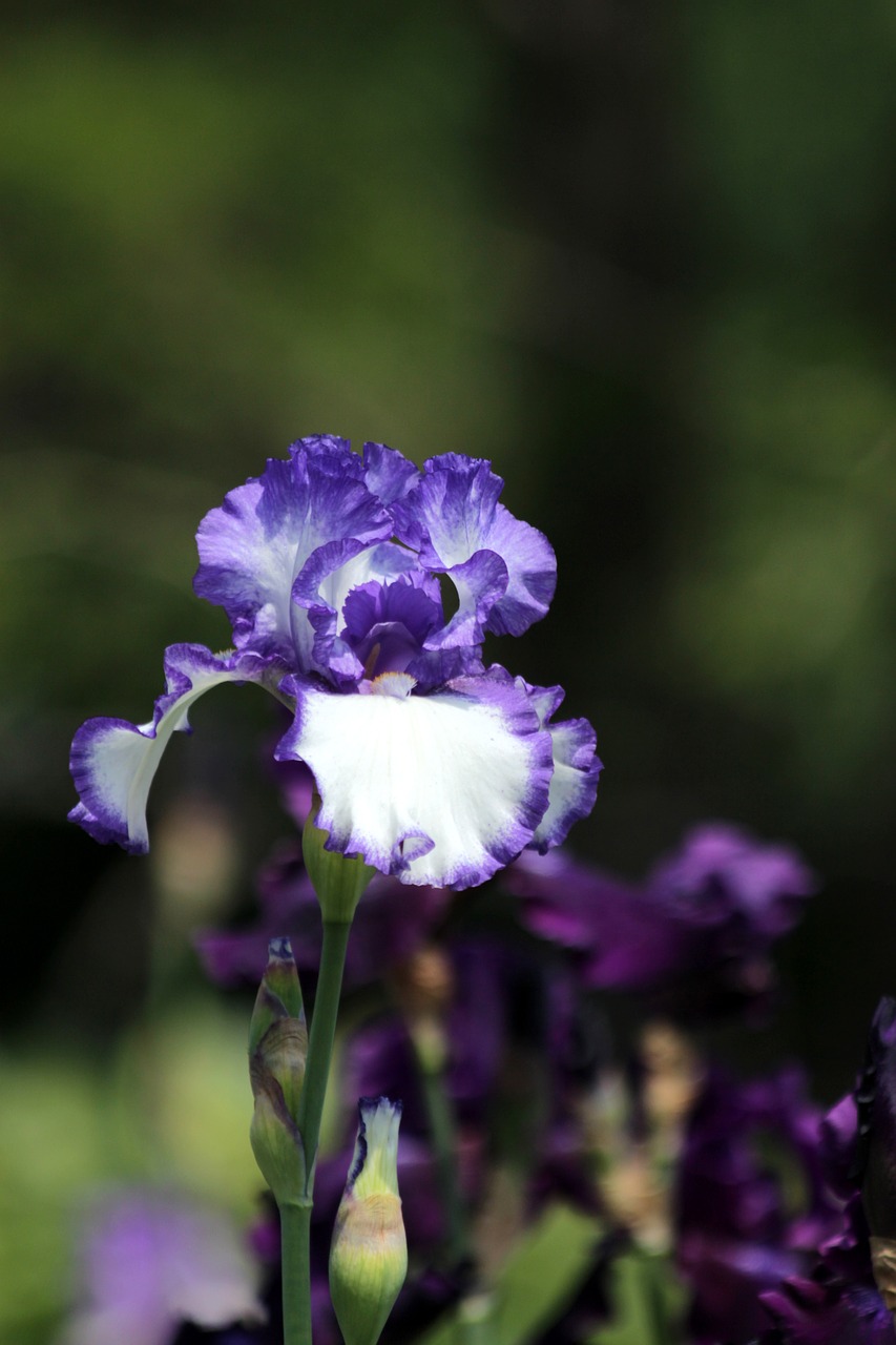 iris  blue iris  flowers free photo