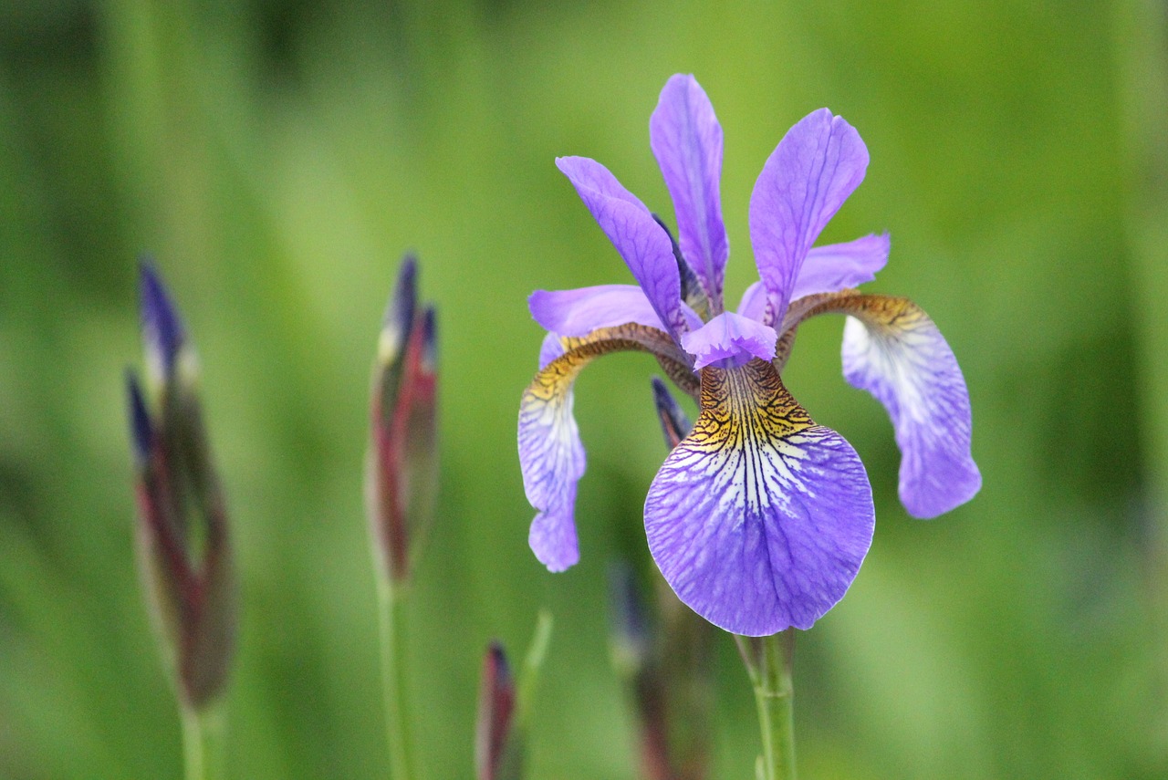 iris  purple  plant free photo