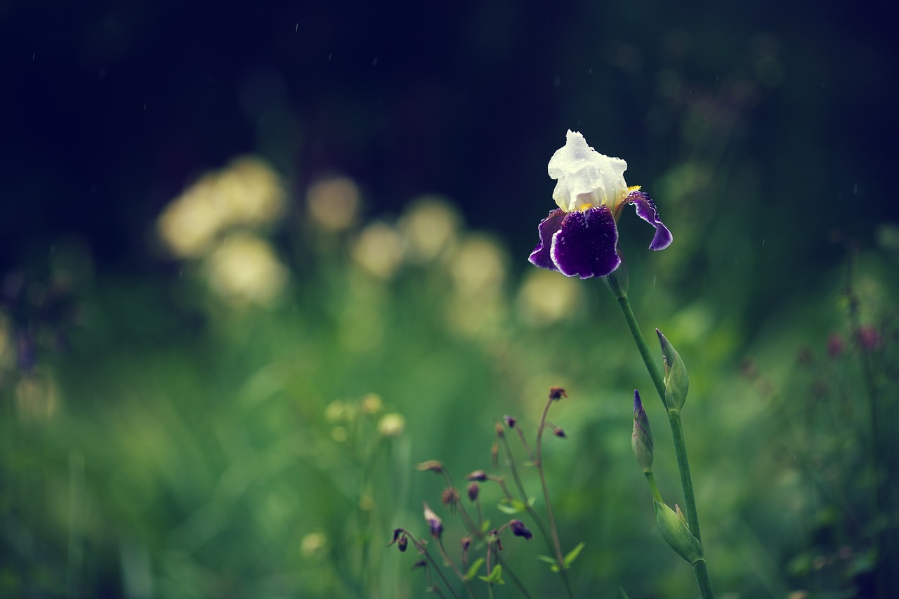 iris  floral  flower free photo