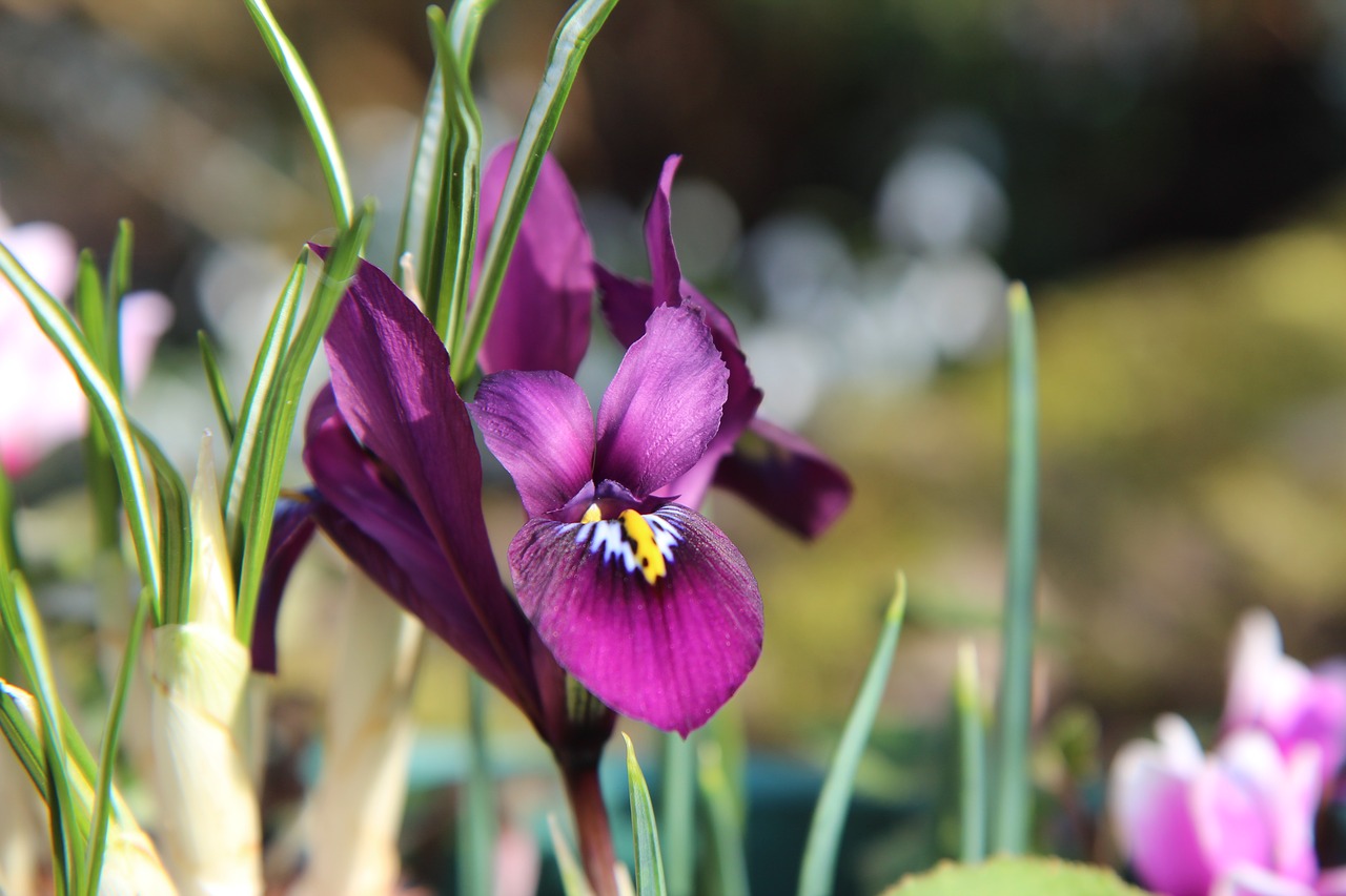 iris  iris purple  mini iris free photo