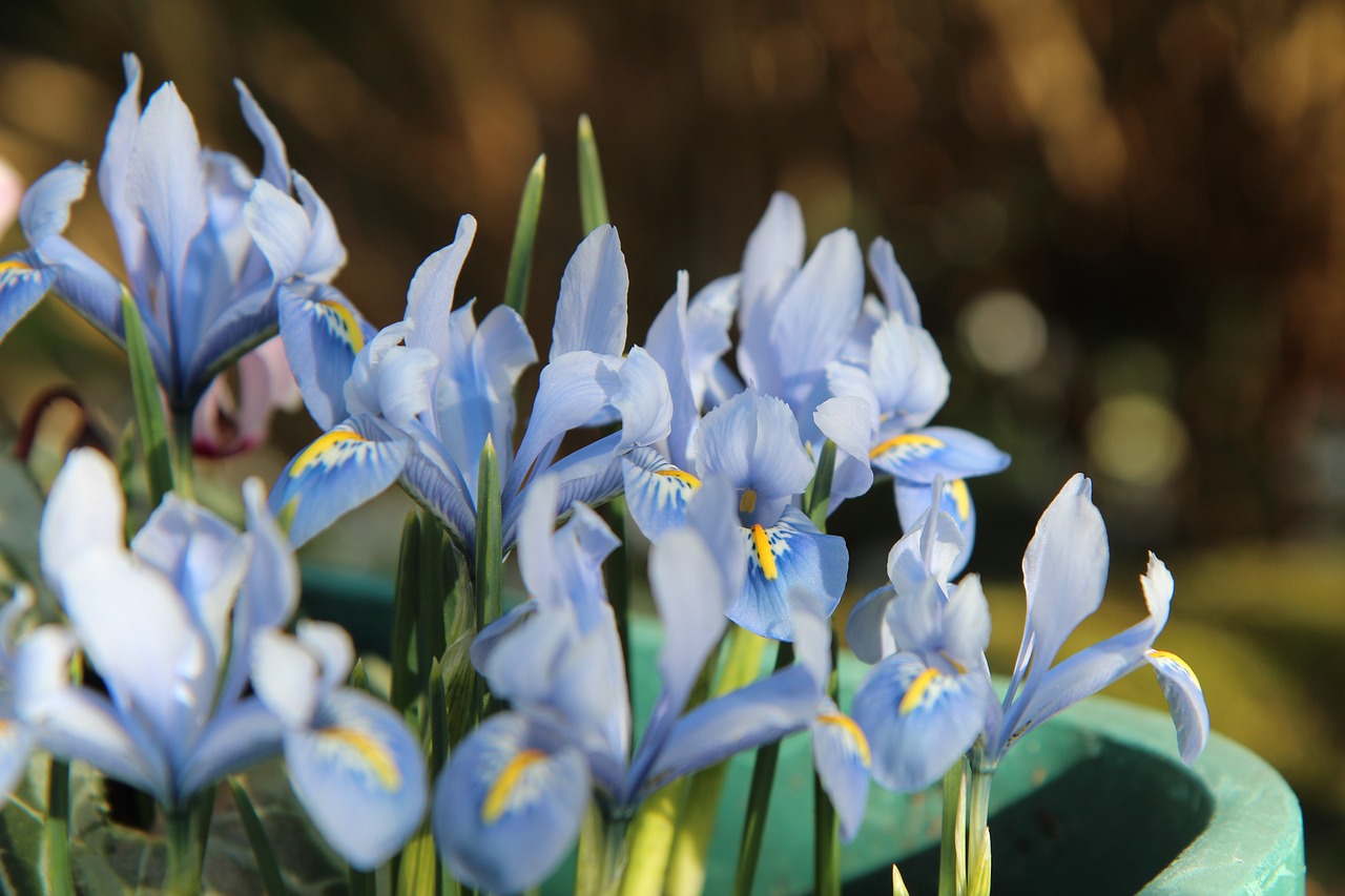 Ирисы бело-голубые цветы с полосками фото
